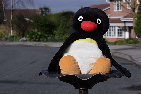 Pingu - 70mm