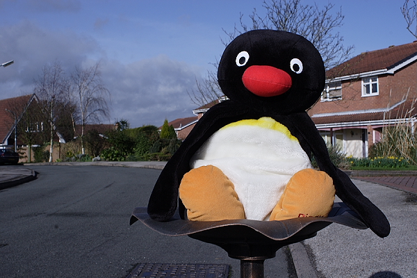 Pingu - 28mm