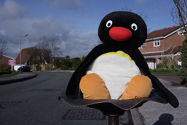 Pingu - 24mm