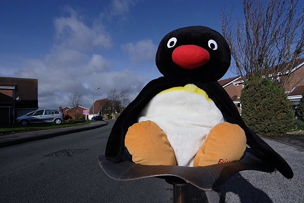 Pingu - 24mm